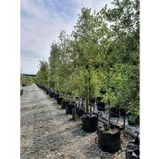 Quercus ilex | Evergreen Holm Oak gallery detail image