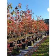 Quercus palustris | Pin Oak gallery detail image