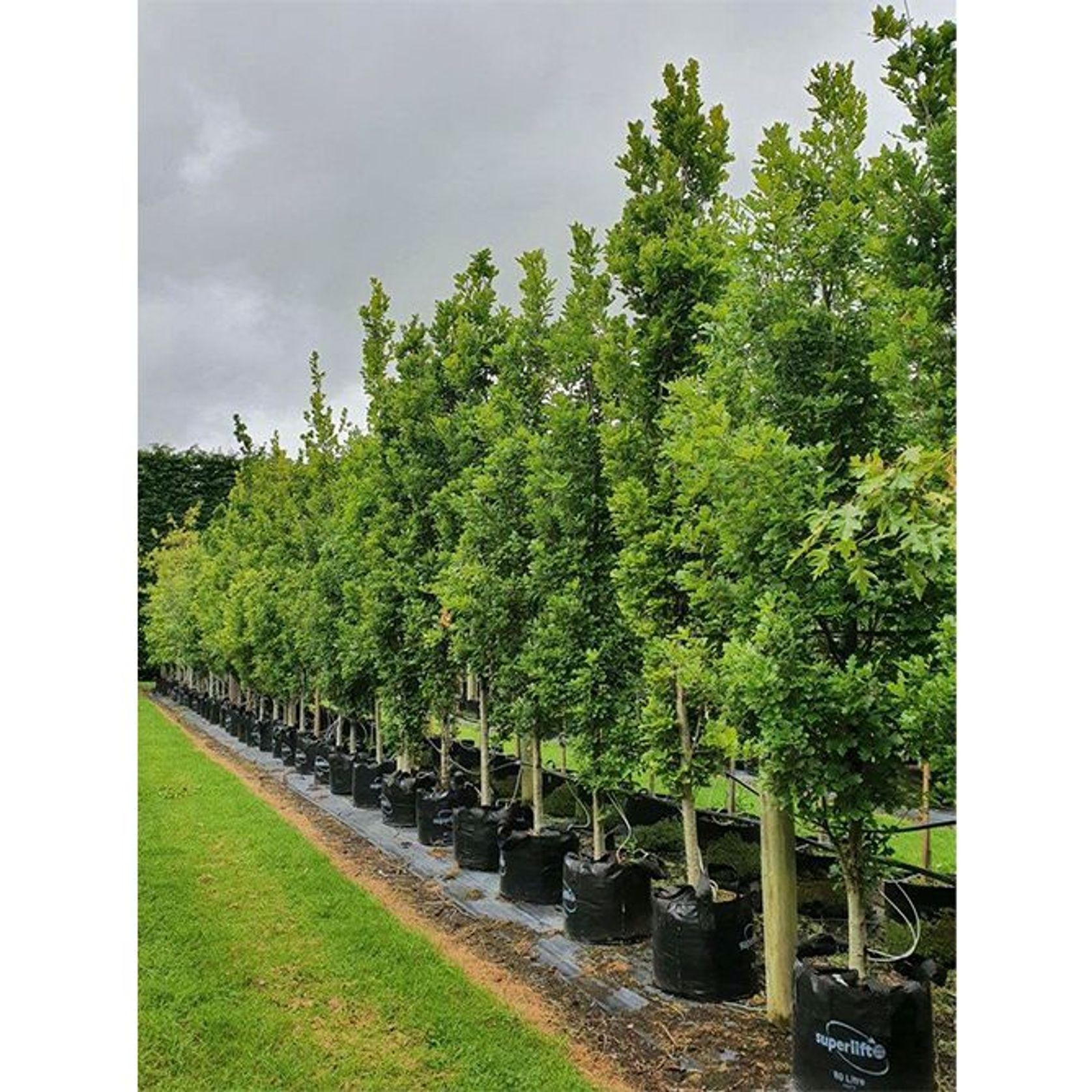 Quercus robur 'Fastigiata' | Upright English Oak gallery detail image