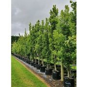 Quercus robur 'Fastigiata' | Upright English Oak gallery detail image