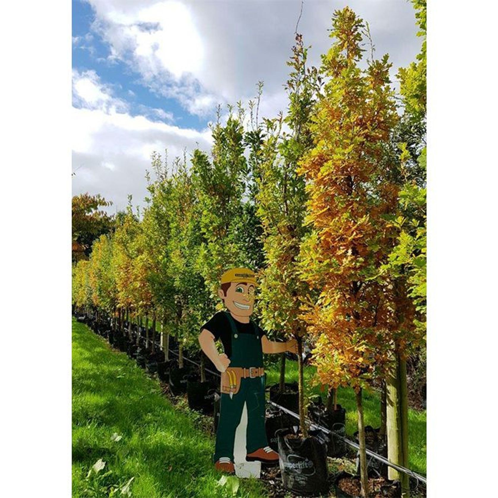 Quercus robur 'Fastigiata' | Upright English Oak gallery detail image