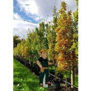 Quercus robur 'Fastigiata' | Upright English Oak gallery detail image