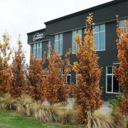 Quercus robur 'Fastigiata' | Upright English Oak gallery detail image