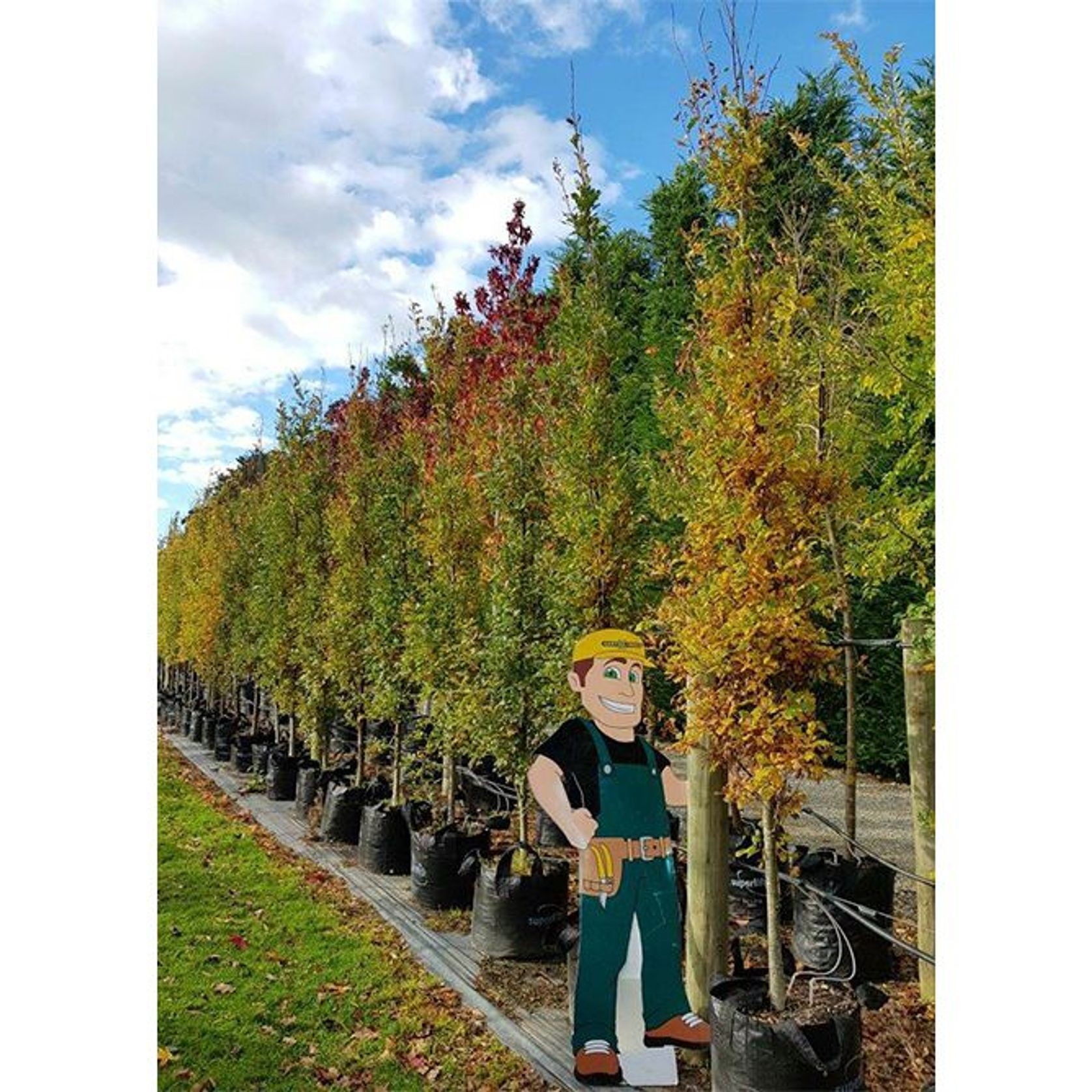 Quercus robur 'Fastigiata' | Upright English Oak gallery detail image