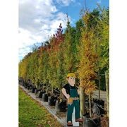 Quercus robur 'Fastigiata' | Upright English Oak gallery detail image