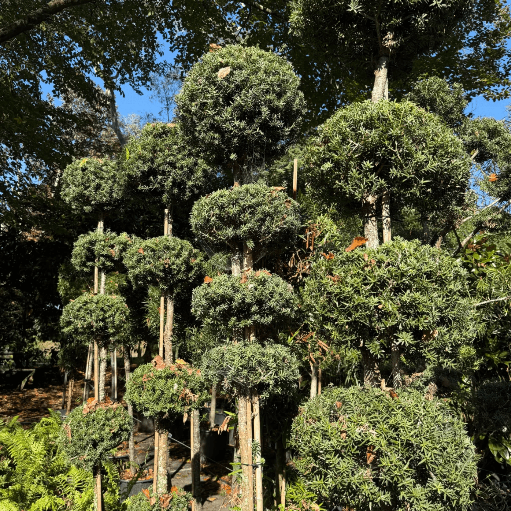 Podocarpus Matapouri Blue – Multi-Balls gallery detail image