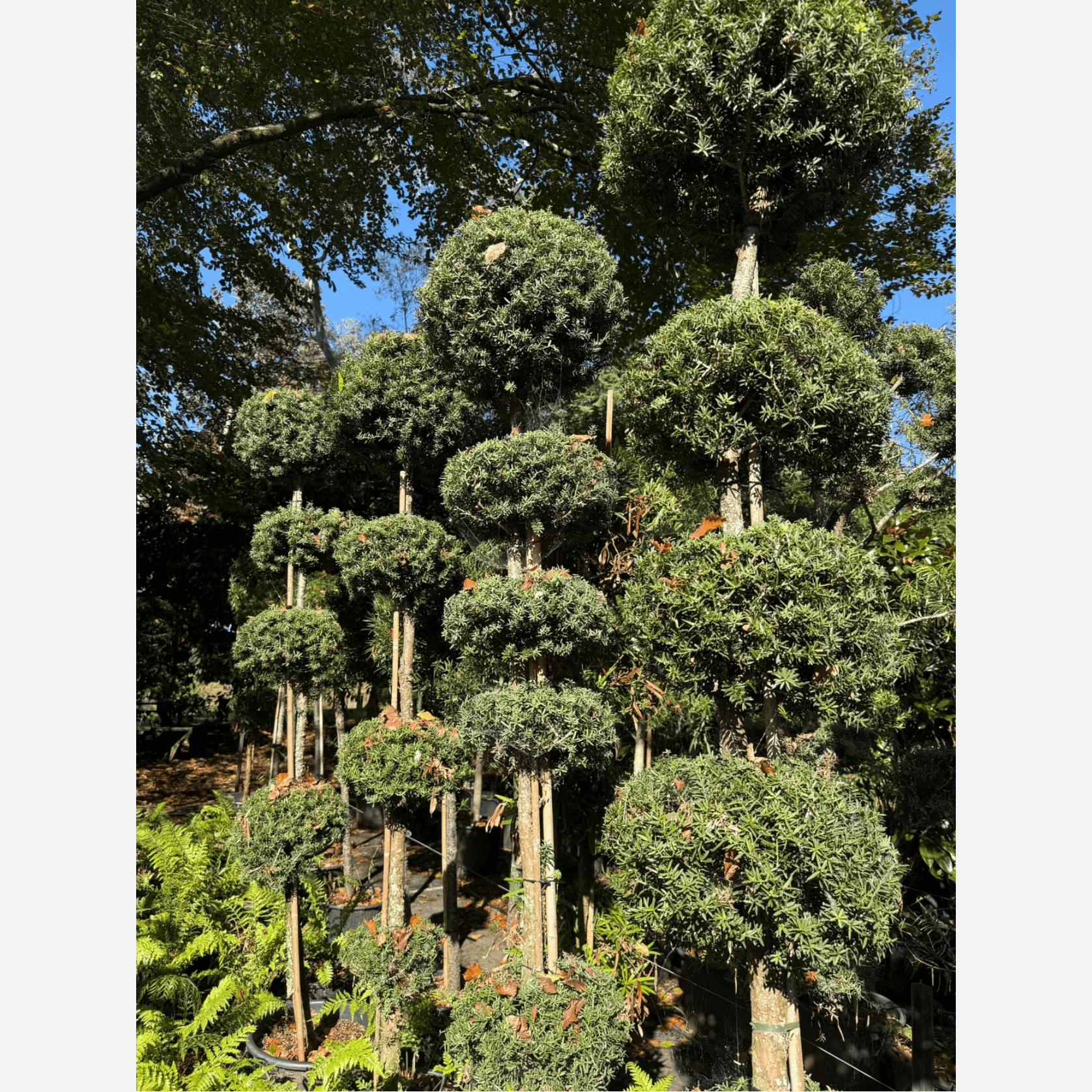 Podocarpus Matapouri Blue – Multi-Balls gallery detail image