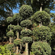 Podocarpus Matapouri Blue – Multi-Balls gallery detail image
