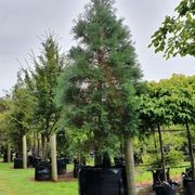 Sequoiadendron Giganteum | Giant Wellingtonia Redwood gallery detail image