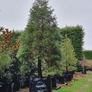 Sequoiadendron Giganteum | Giant Wellingtonia Redwood gallery detail image