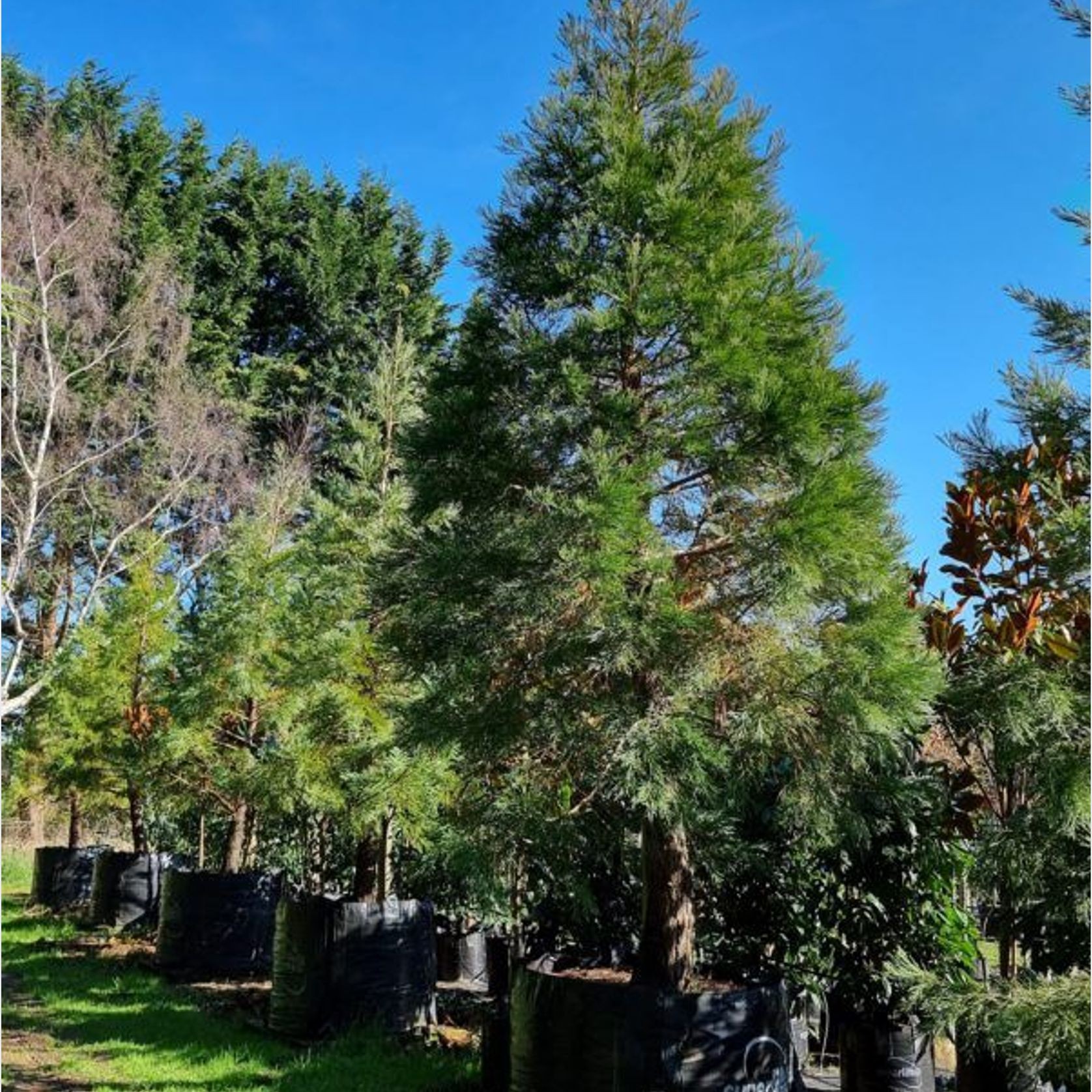 Sequoiadendron Giganteum | Giant Wellingtonia Redwood gallery detail image