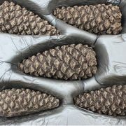 Pinecone set gallery detail image