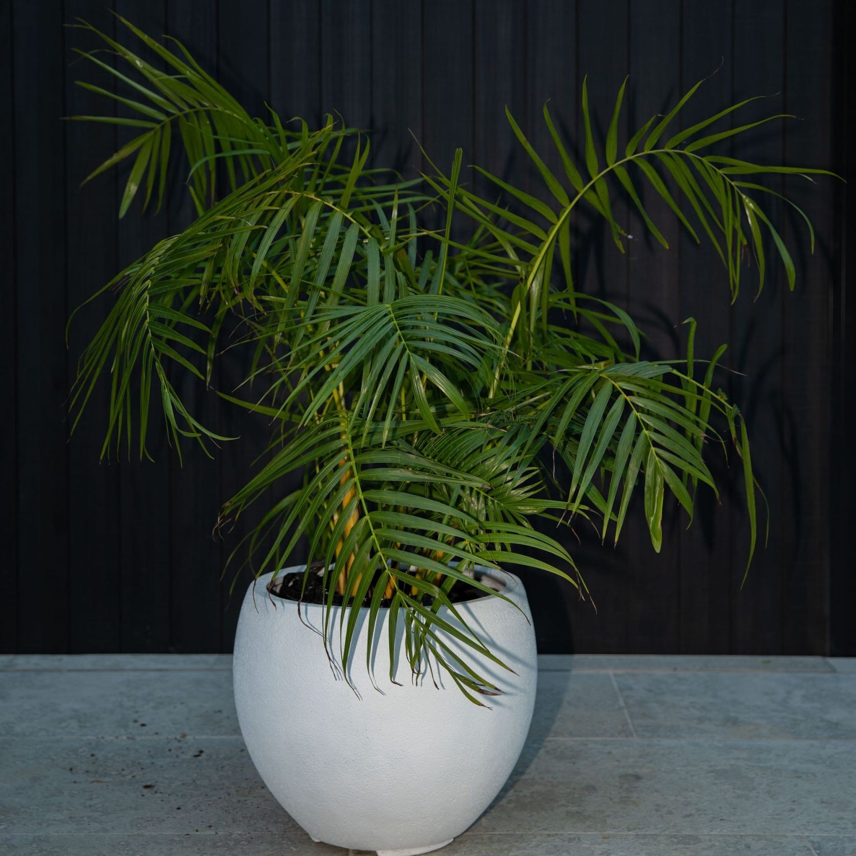 Franoma - Hamilton Planter gallery detail image