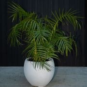Franoma - Hamilton Planter gallery detail image