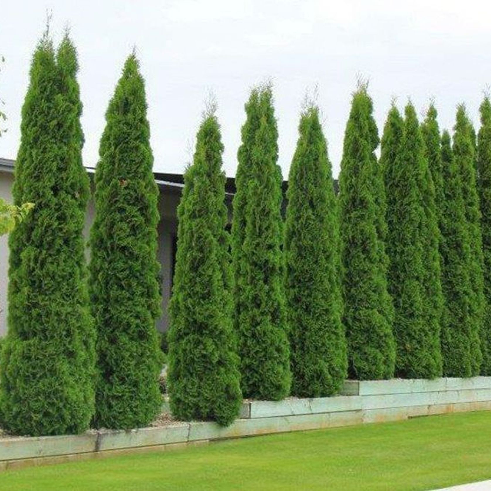 Thuja occidentalis 'Smaragd' | Formal Conifer gallery detail image