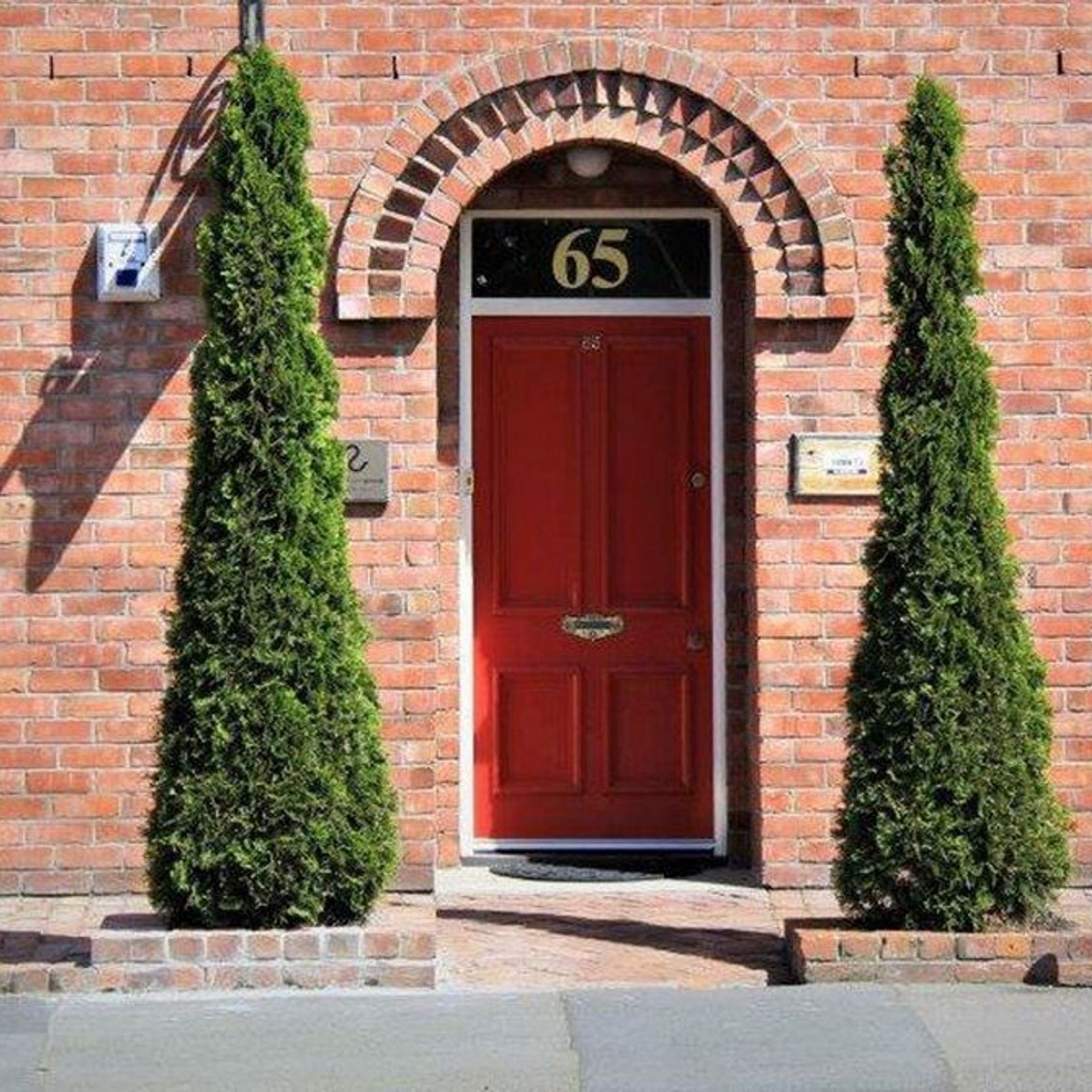 Thuja occidentalis 'Smaragd' | Formal Conifer gallery detail image