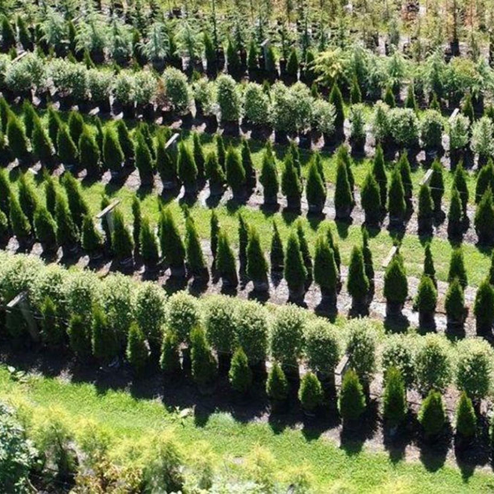 Thuja occidentalis 'Smaragd' | Formal Conifer gallery detail image