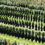 Thuja occidentalis 'Smaragd' | Formal Conifer gallery detail image