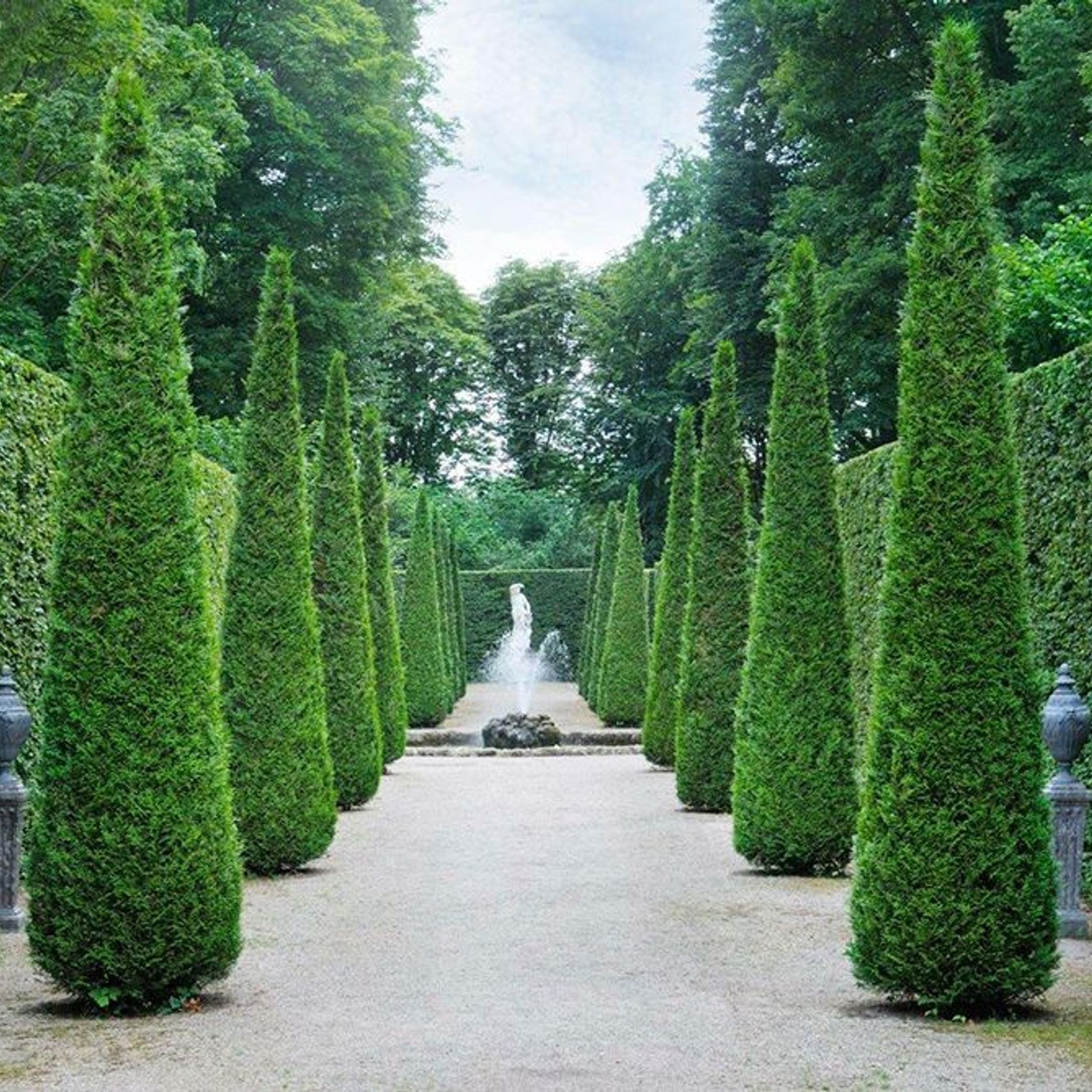 Thuja occidentalis 'Smaragd' | Formal Conifer gallery detail image