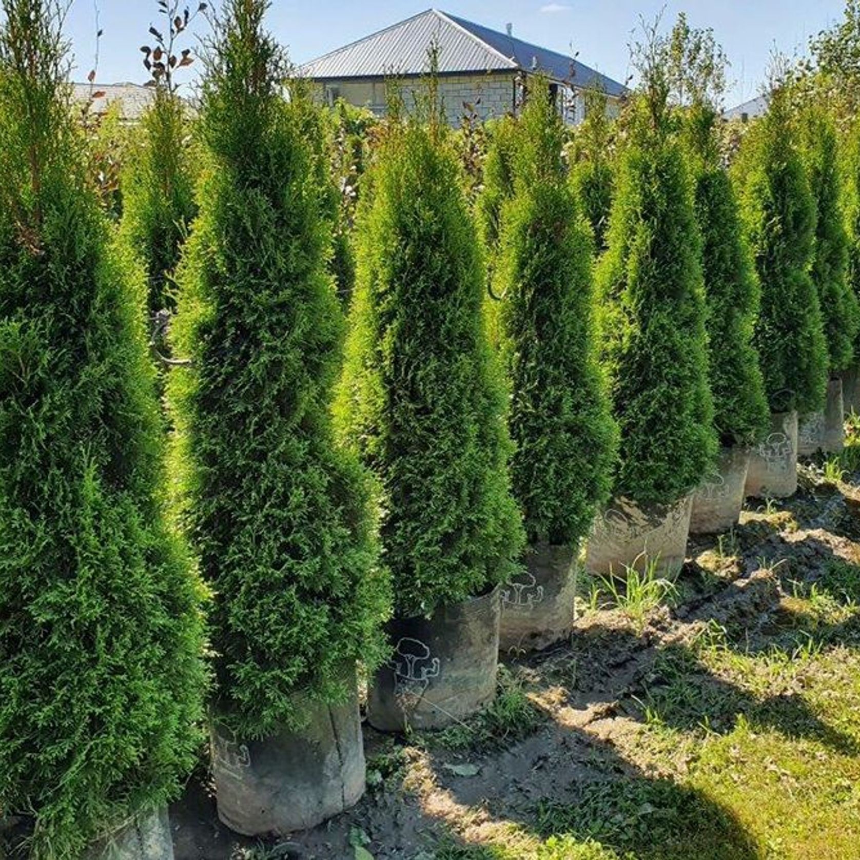 Thuja occidentalis 'Smaragd' | Formal Conifer gallery detail image