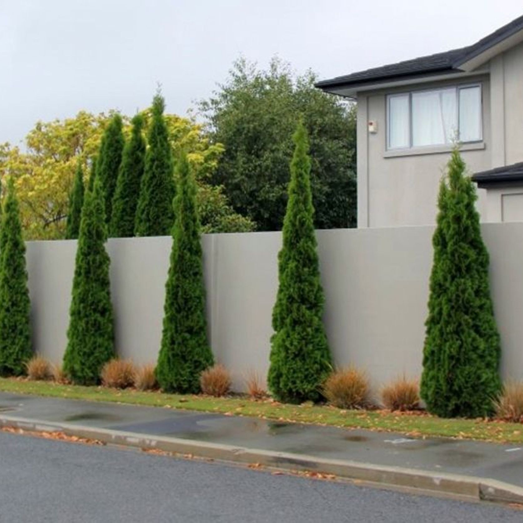 Thuja occidentalis 'Smaragd' | Formal Conifer gallery detail image