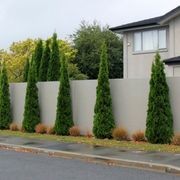 Thuja occidentalis 'Smaragd' | Formal Conifer gallery detail image