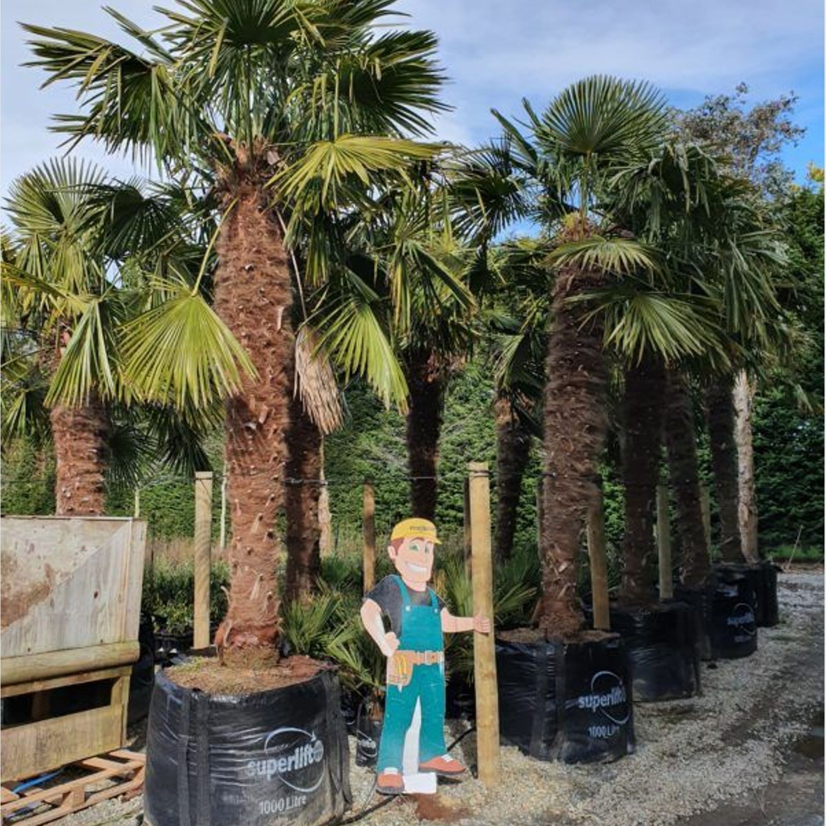 Trachycarpus Fortunei | Windmill Palm gallery detail image