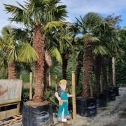 Trachycarpus Fortunei | Windmill Palm gallery detail image
