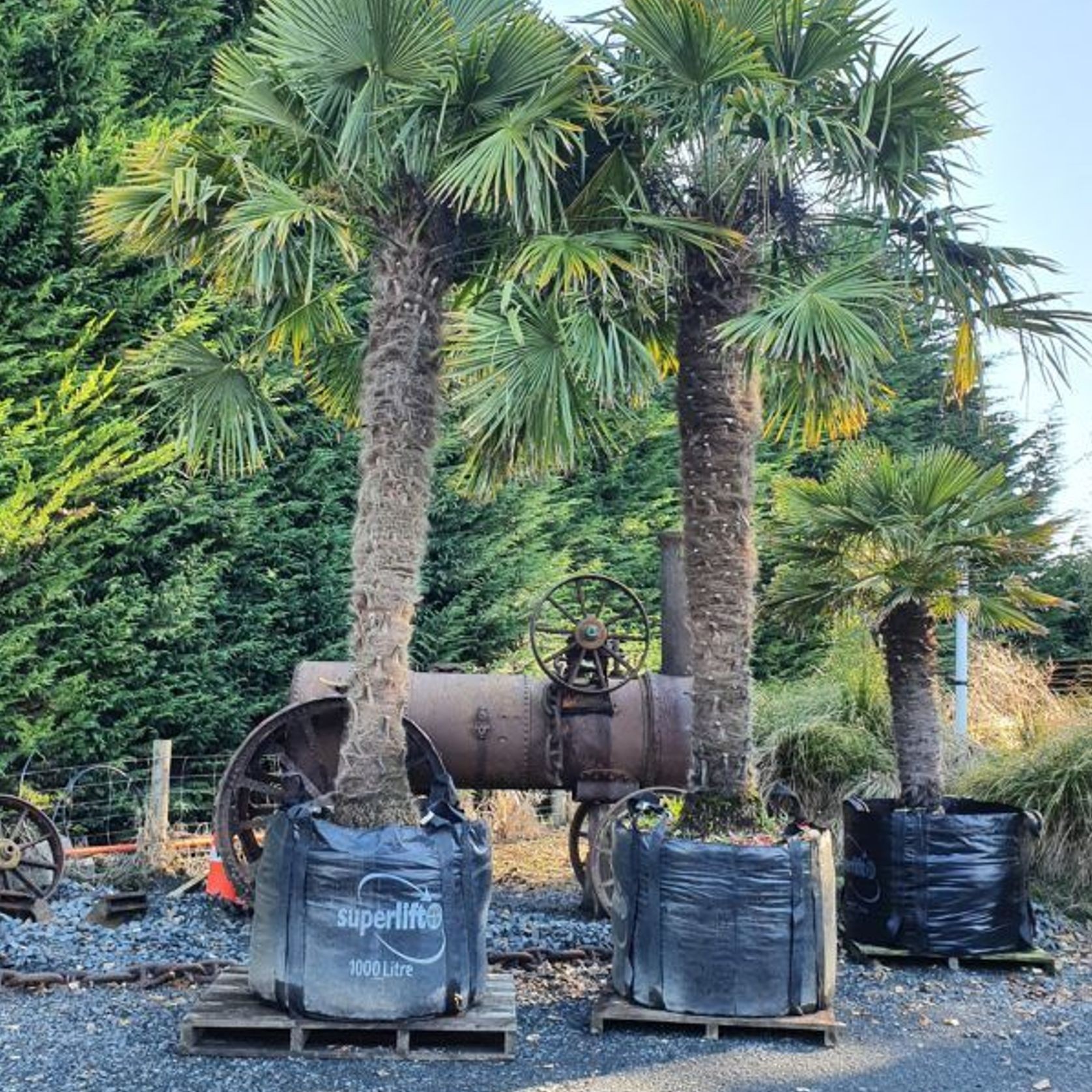 Trachycarpus Fortunei | Windmill Palm gallery detail image