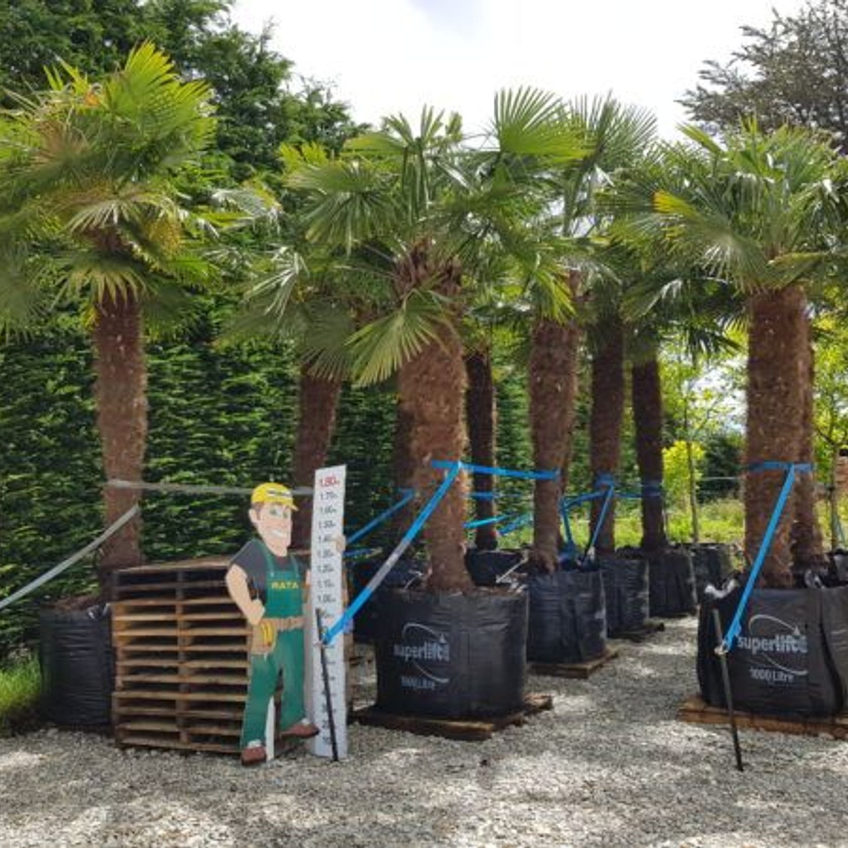 Trachycarpus Fortunei | Windmill Palm gallery detail image