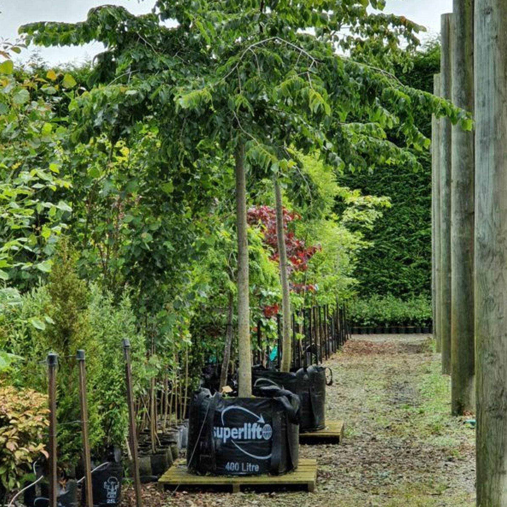 Ulmus Glabra ‘Horizontalis’ | Horizontal Spreading Elm gallery detail image