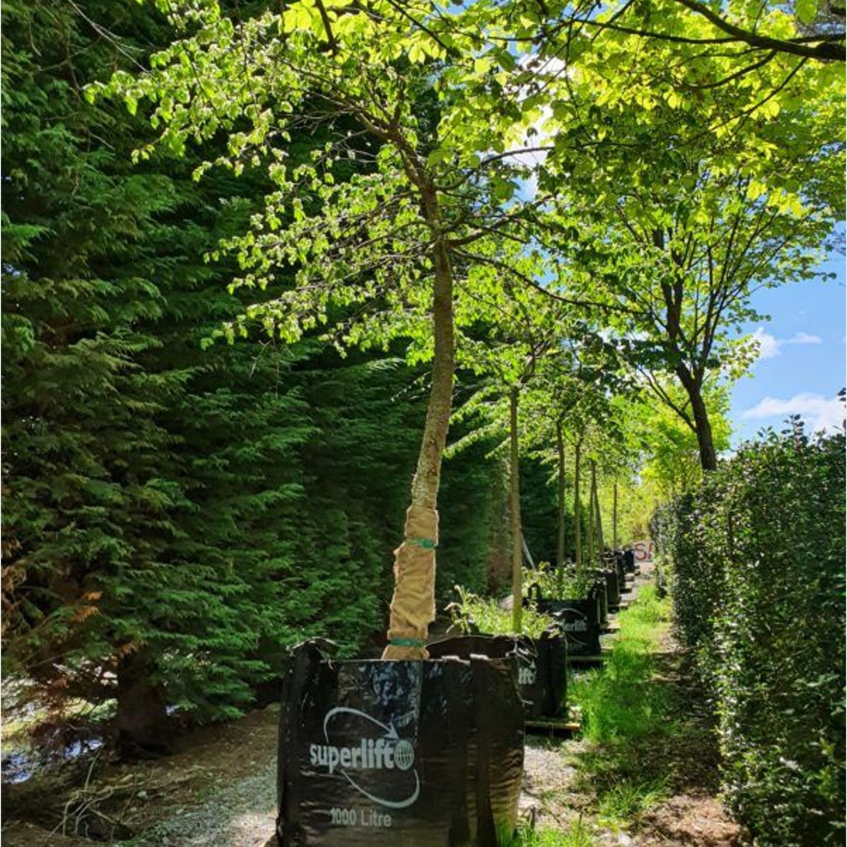 Ulmus Glabra ‘Horizontalis’ | Horizontal Spreading Elm gallery detail image