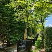 Ulmus Glabra ‘Horizontalis’ | Horizontal Spreading Elm gallery detail image