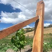 Vineyard Hardwood gallery detail image