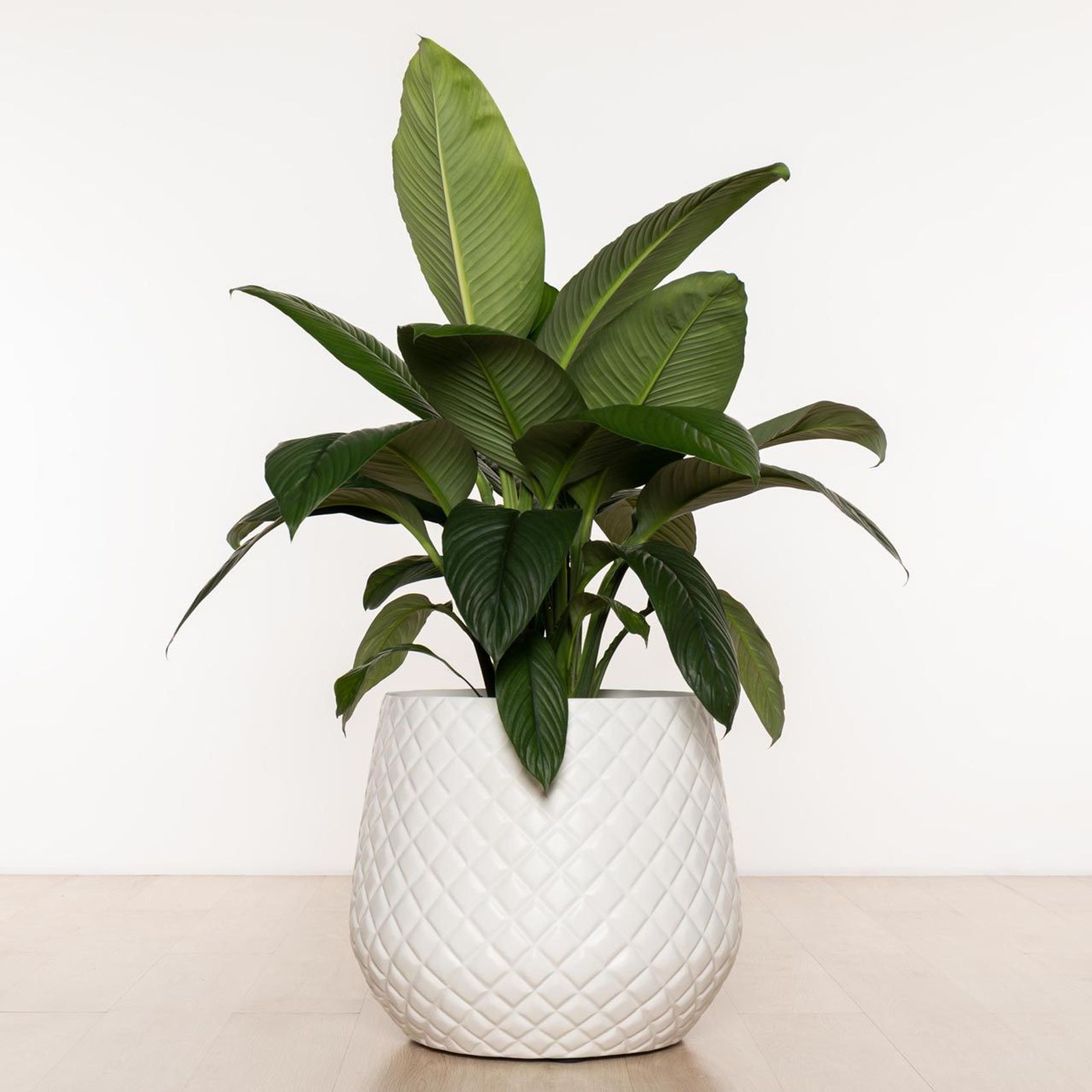 Wynnum Cup gallery detail image