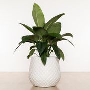 Wynnum Cup gallery detail image