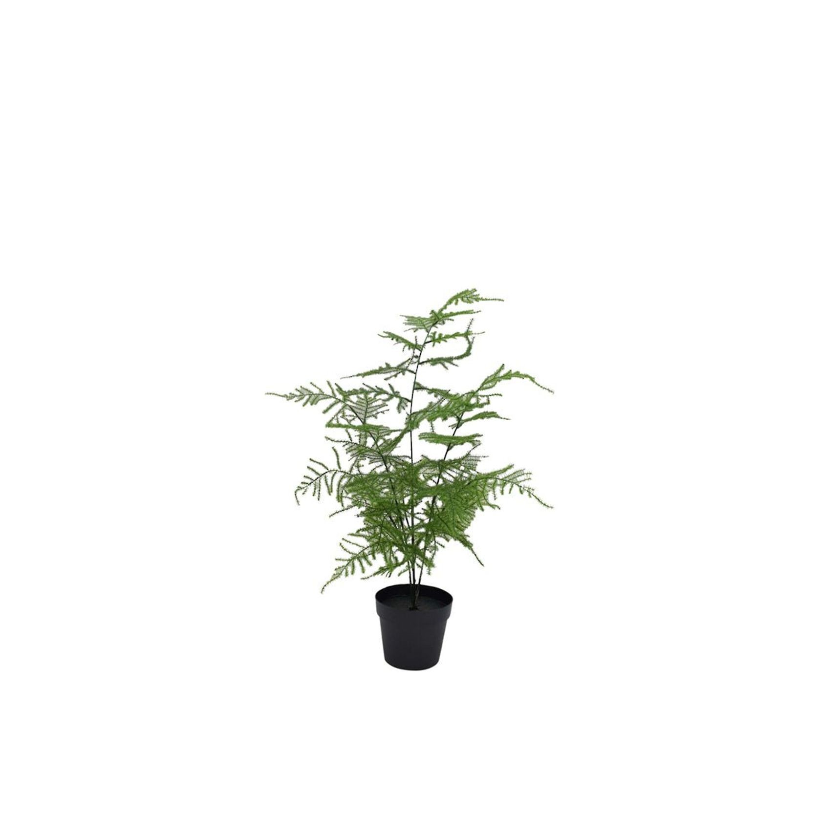 Asparagus Fern Potted 50Cm gallery detail image