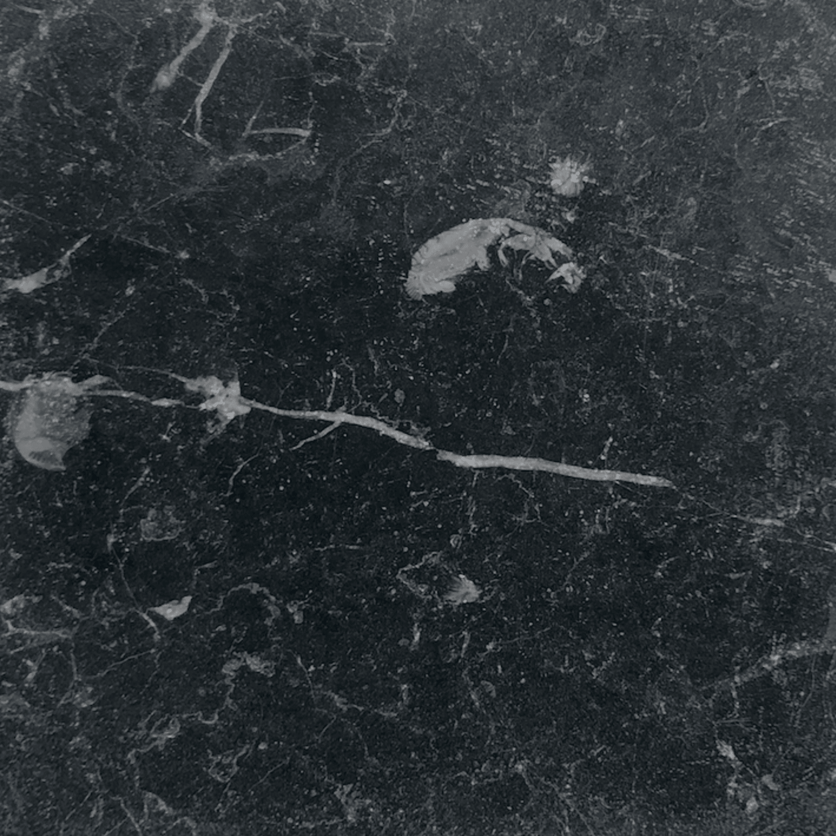 Nero Marquina Tumbled Stone 200x200 gallery detail image