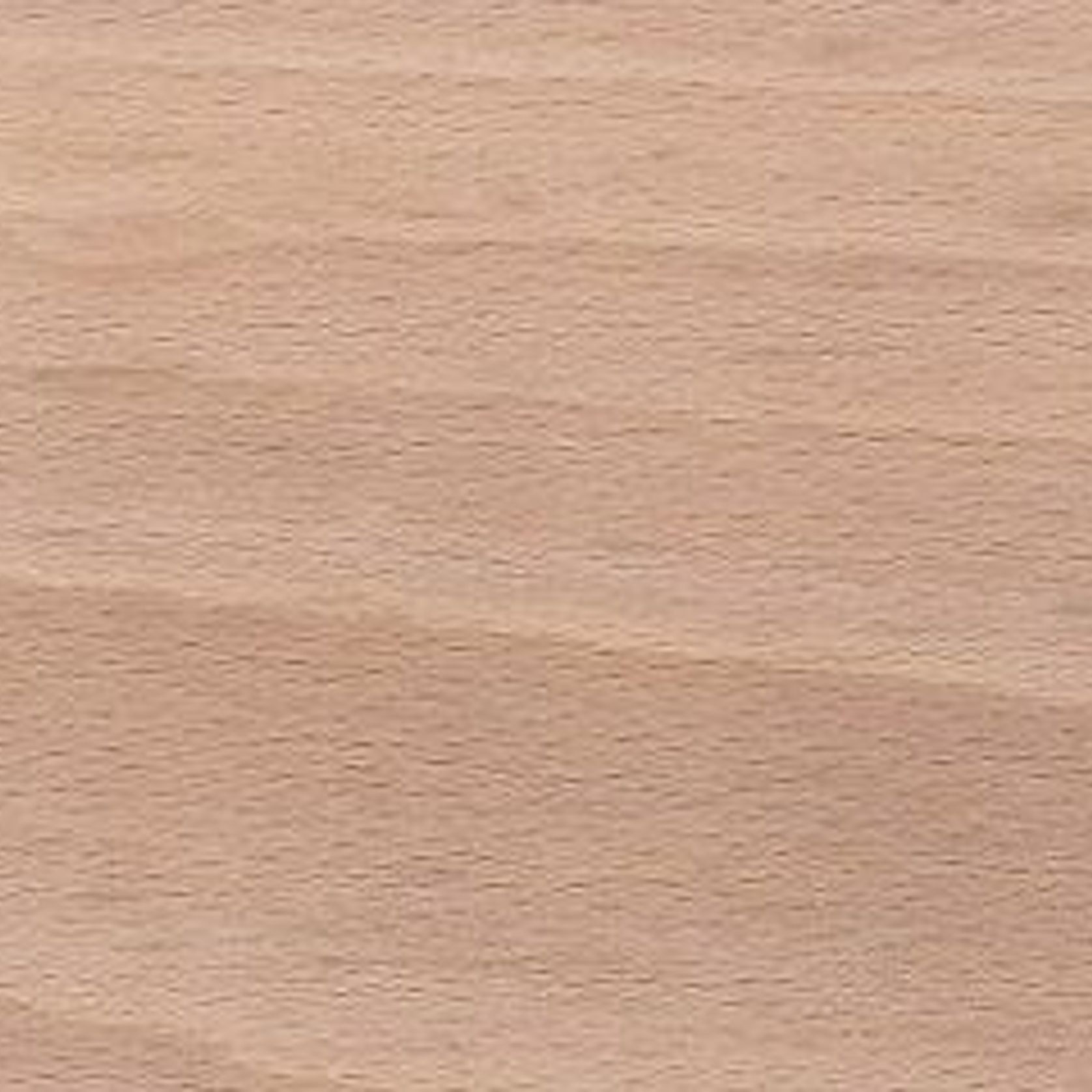 European Beech gallery detail image