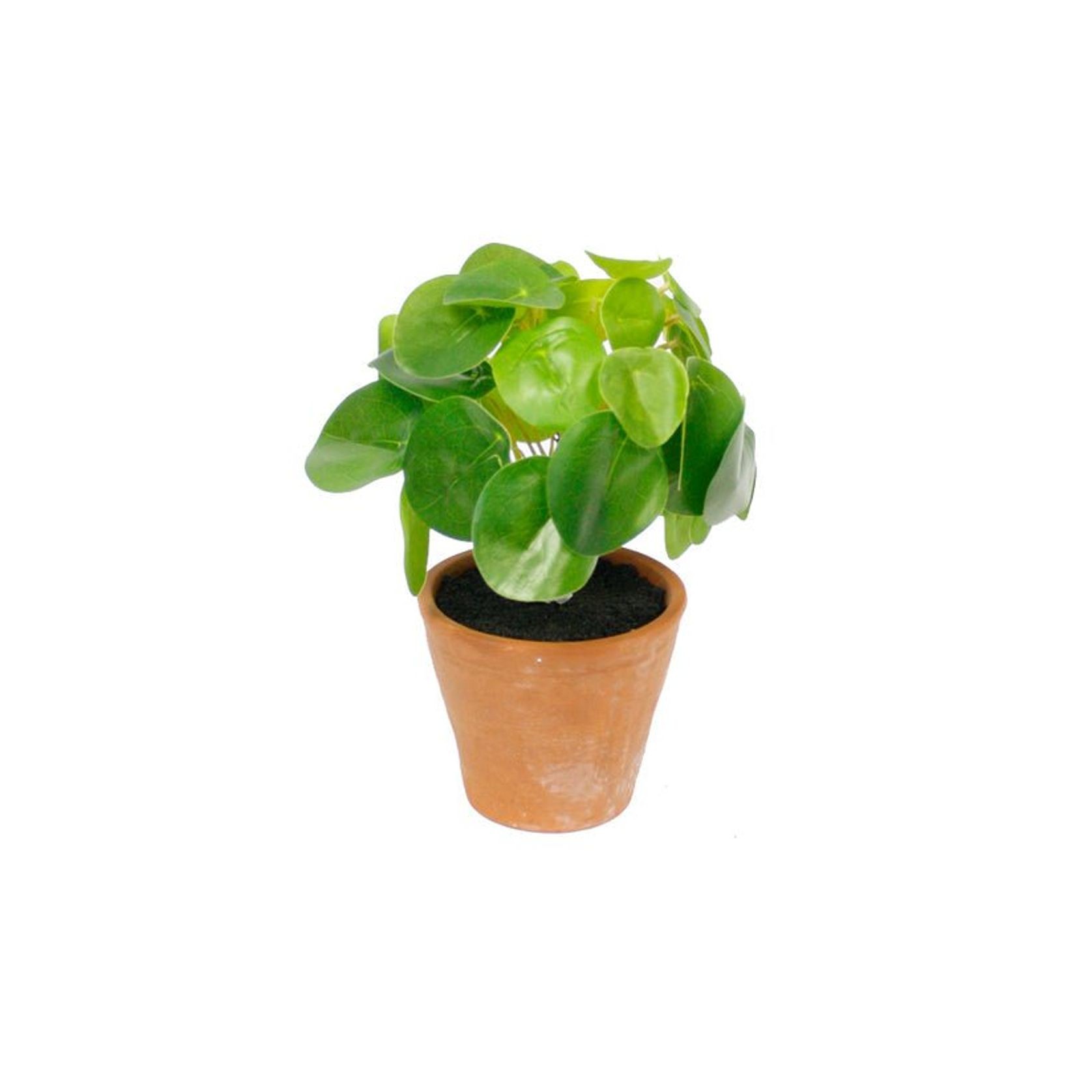 Chinese Money Plant Potted 21cm ArchiPro NZ