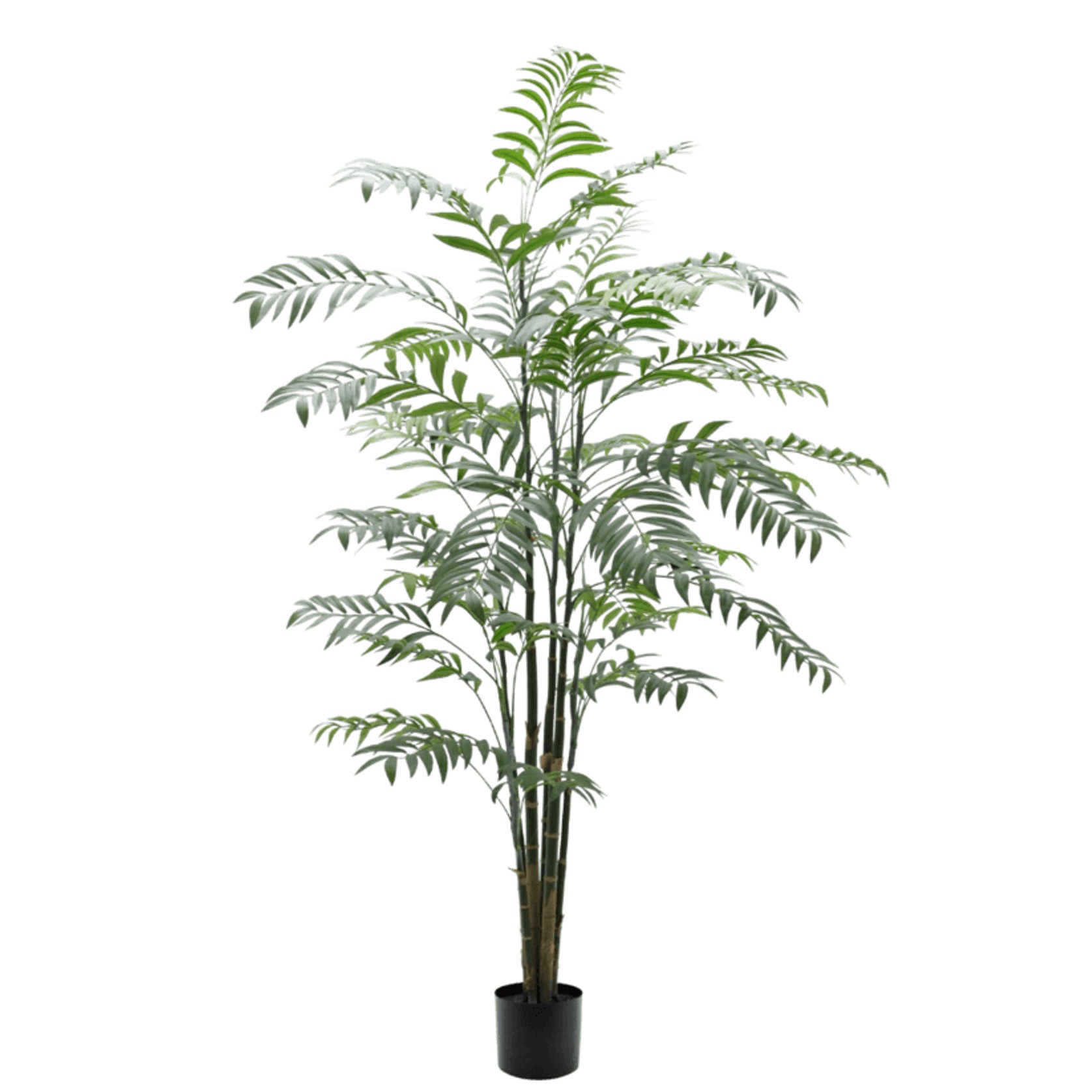 Delux Bamboo Palm Potted 1.8M gallery detail image