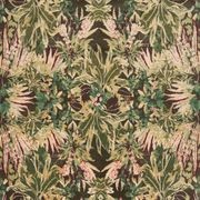 Cordyline gallery detail image