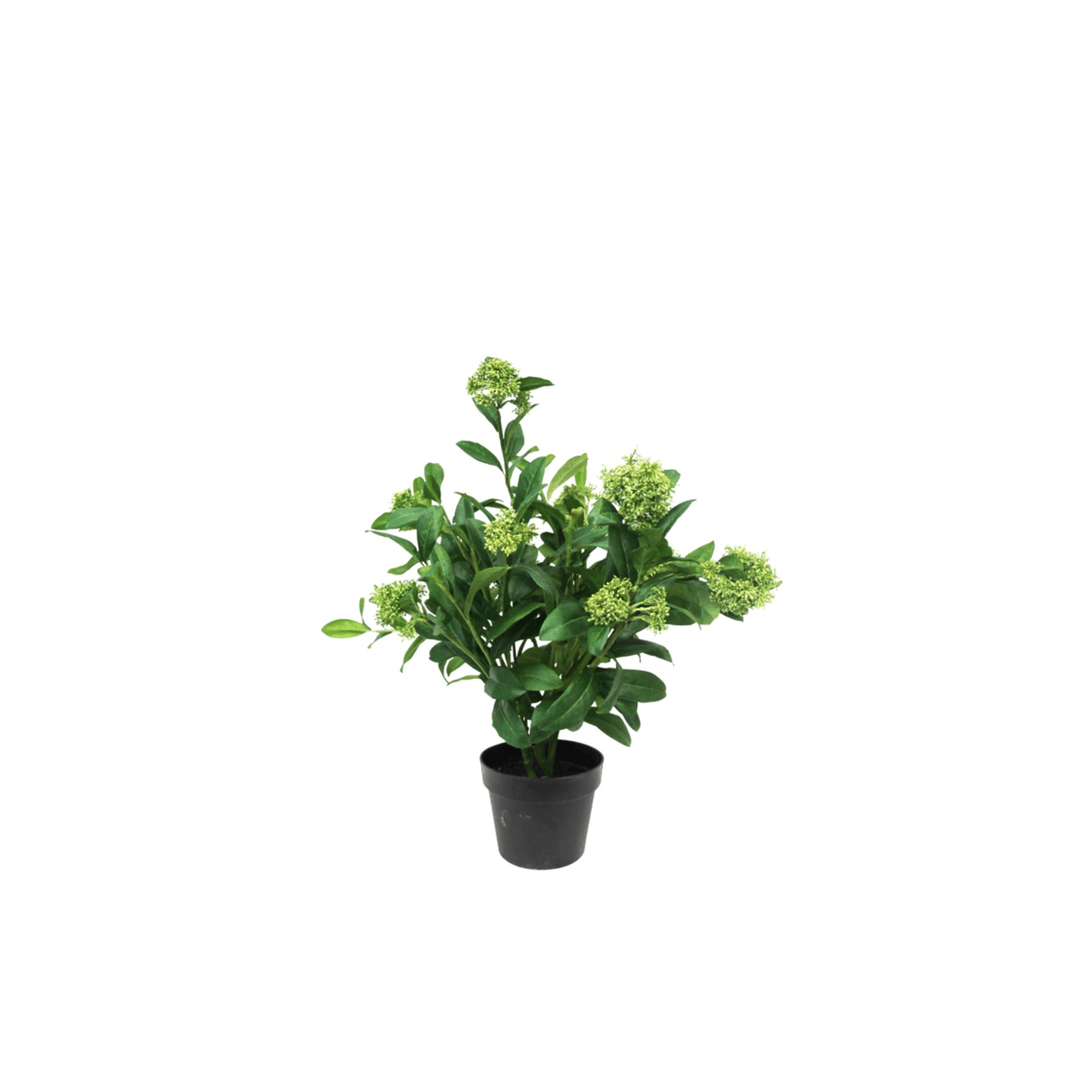 Potted Skimmia Plant  65Cm gallery detail image