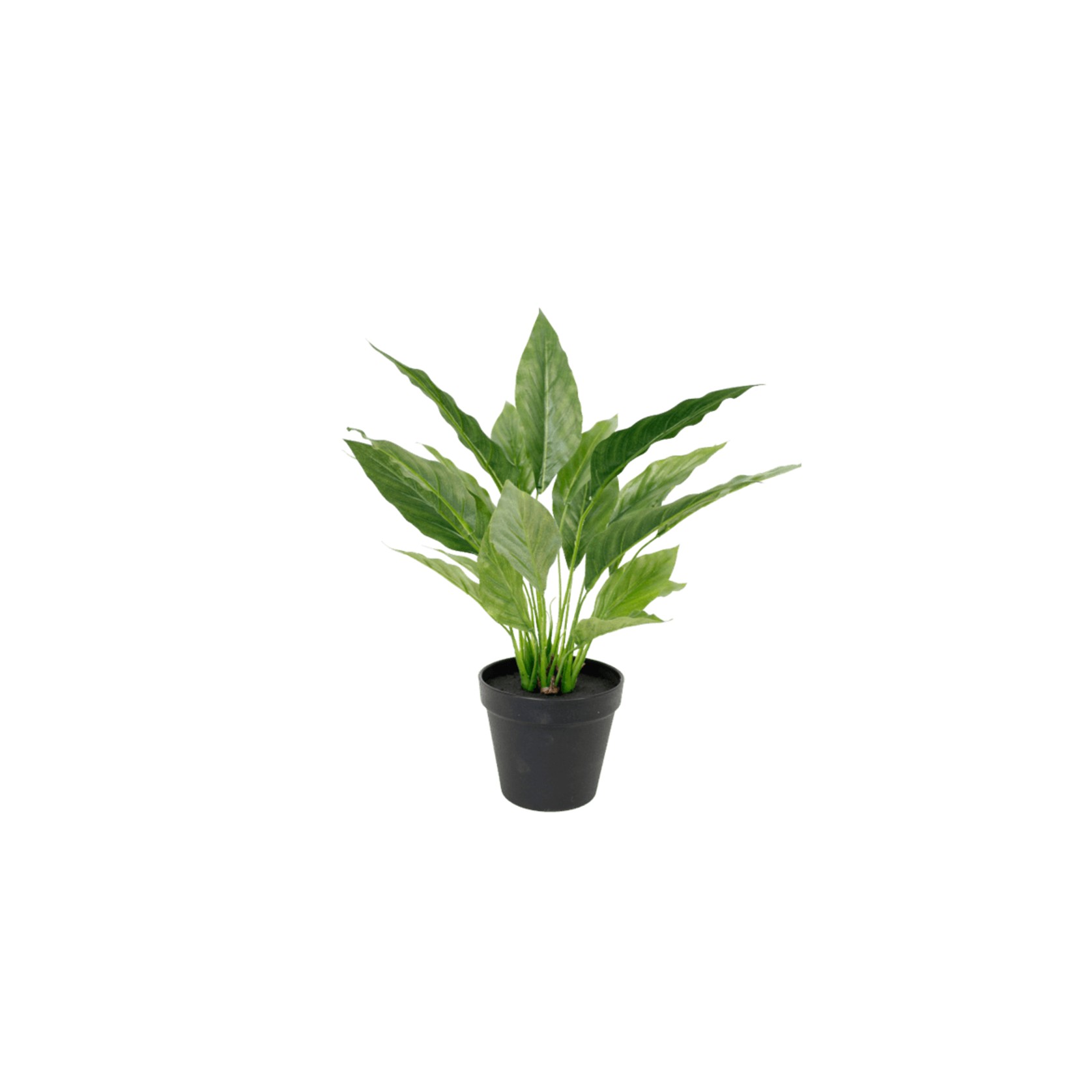 Potted Spathiphyllum Bush 40Cm gallery detail image