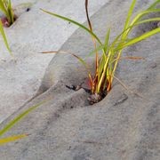 EcoWool™ Mulch Matting 1000gsm gallery detail image