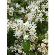 Hoheria sexstylosa | NZ Mountain Lacebark gallery detail image