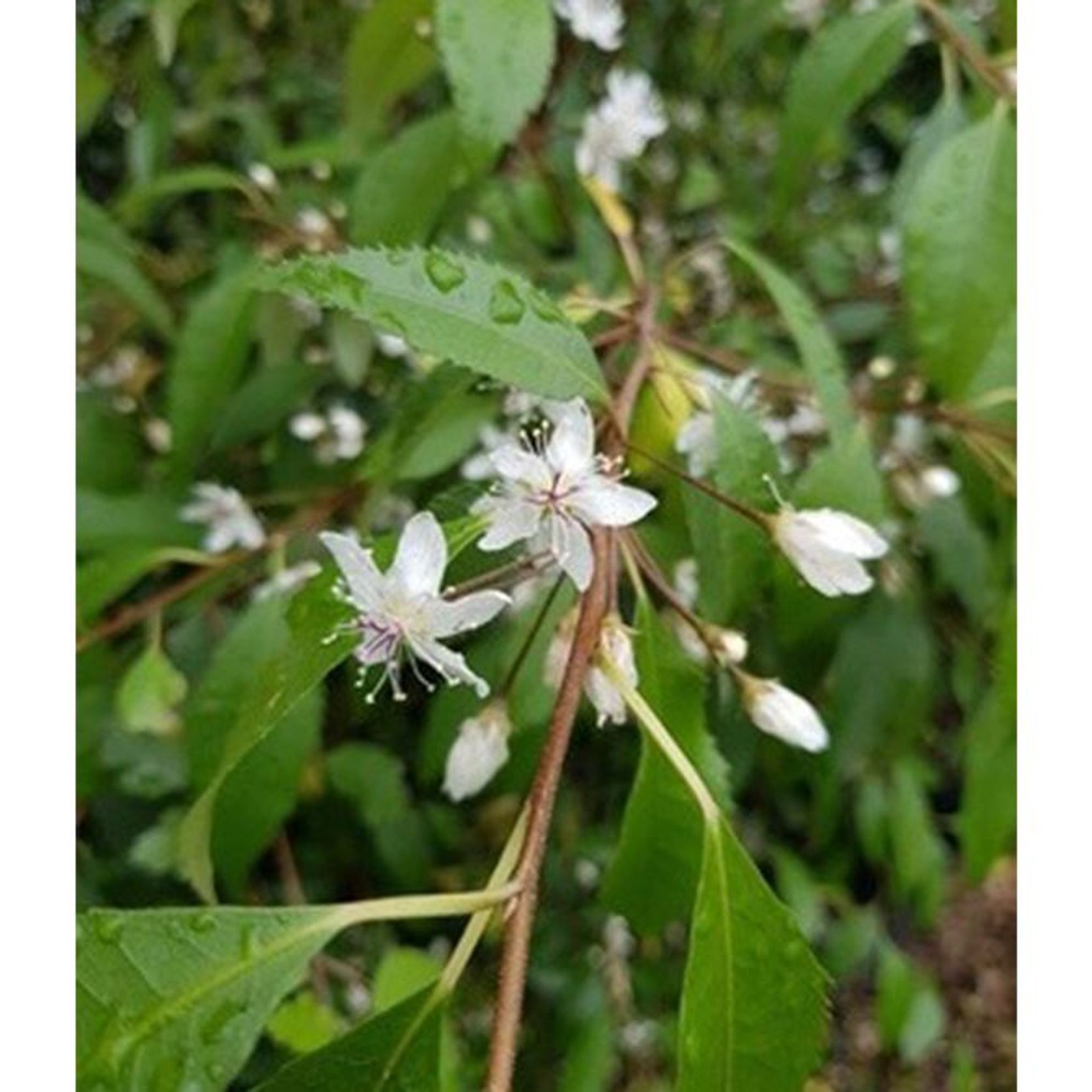 Hoheria sexstylosa | NZ Mountain Lacebark gallery detail image