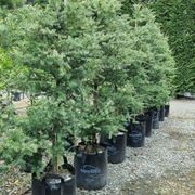 Podocarpus totara 'Matapouri Blue' | Native Blue Totara gallery detail image