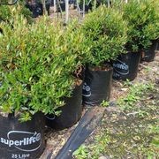 Metrosideros umbellata | NZ Native Southern Rata gallery detail image