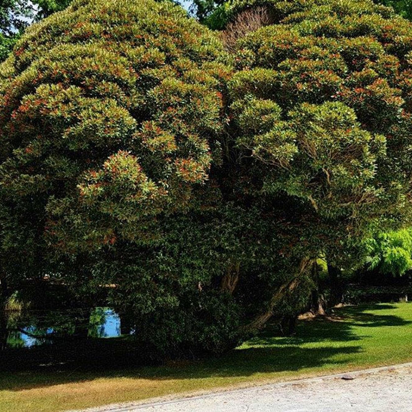 Metrosideros umbellata | NZ Native Southern Rata gallery detail image